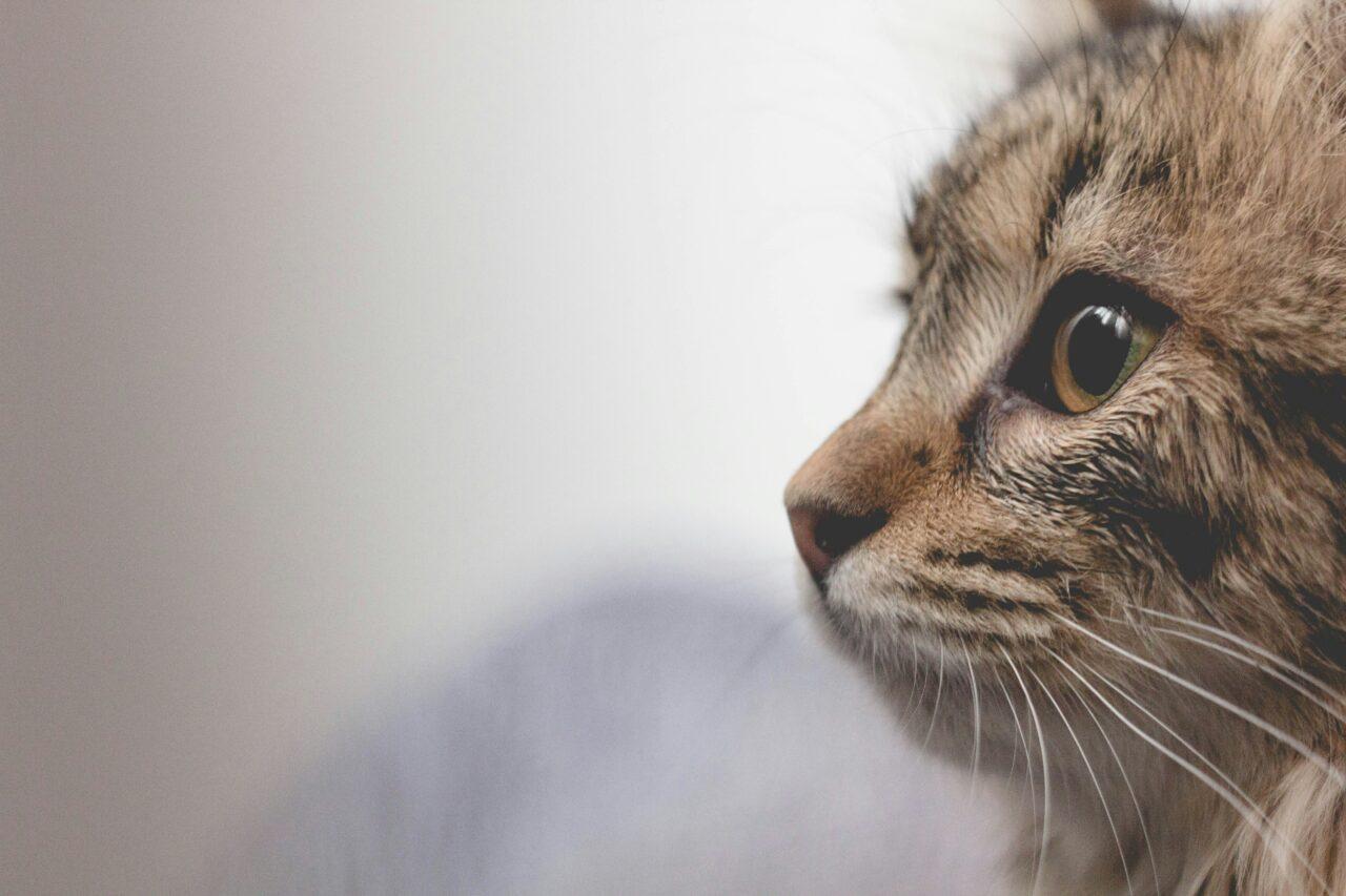 demo-cat-1